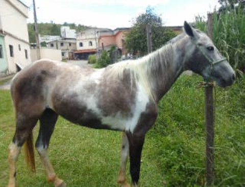 Cavalo a venda